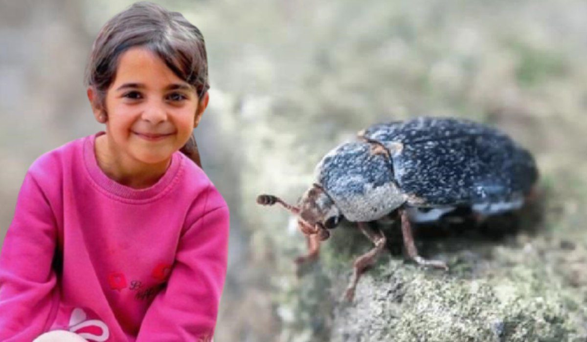 Narin Güran'ın cinayetinde 'dedektif böcekler' kullanılacak