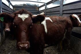 O ilde sığır cinsi hayvanlar kimliklendiriliyor