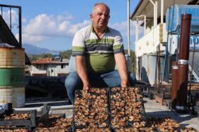 Samandağ'da hasat son buldu Domuzlarla paylaşılan mahsul, 350 TL'ye satılıyor