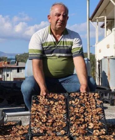 Samandağ'da hasat son buldu Domuzlarla paylaşılan mahsul, 350 TL'ye satılıyor