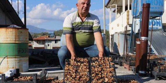 Samandağ’da hasat son buldu: Domuzlarla paylaşılan mahsul, 350 TL’ye satılıyor