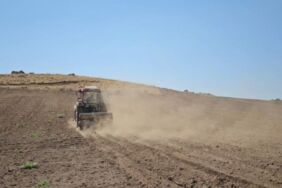 Süphan Dağı'nın eteklerinde zamanla yarış 2600 rakımda hasat başladı