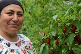 Toroslar’da hasat sevinci Antioksidan zengini