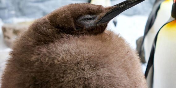 Pesto: Viral olan şişko penguen ile tanışın