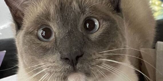 Kampta kaybolan kedi binlerce kilometre yol kat ederek eve döndü