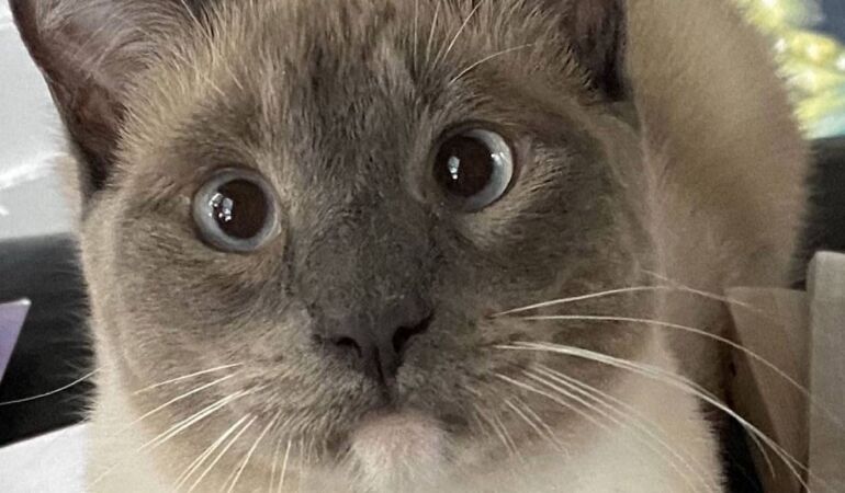 kedi evcil hayvan