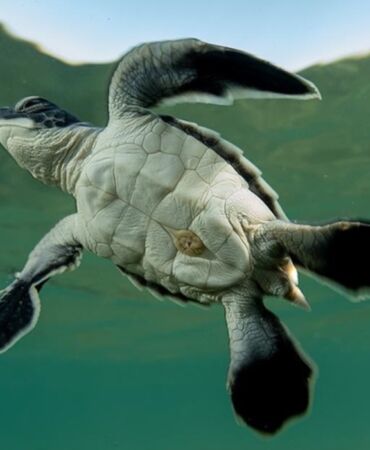 Yuvalarından çıkıp dünyaya merhaba dediler Caretta Caretta yavrularının Antalya'daki ilk adımları
