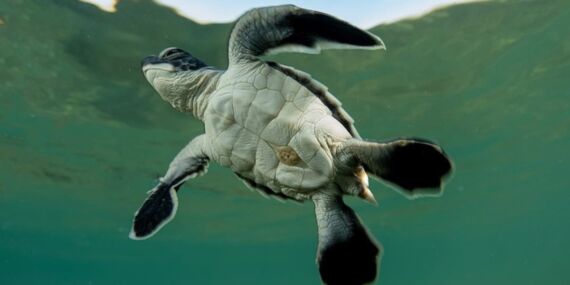 Caretta caretta Cumhuriyeti’nin yolculuğu!