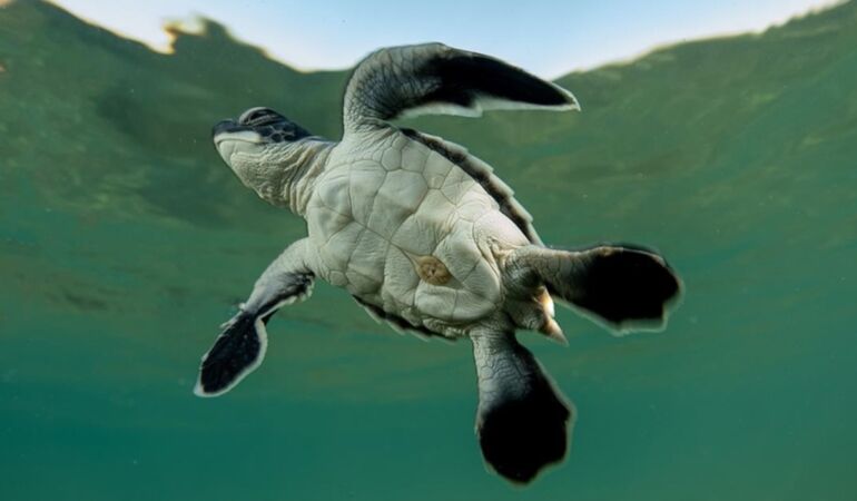 Yuvalarından çıkıp dünyaya merhaba dediler Caretta Caretta yavrularının Antalya'daki ilk adımları