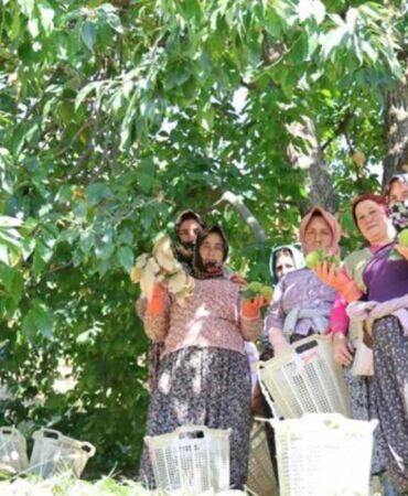 Aydın'da hasat başladı 'Ekmekten daha tok tutuyor'