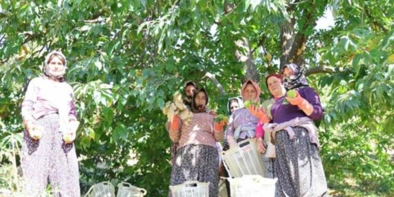 Aydın’da hasat başladı: ‘Ekmekten daha tok tutuyor’