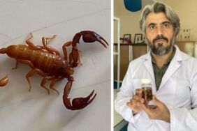 Konya'da keşfedilen yeni bir 'akrep' türüne eşinin adını verdi