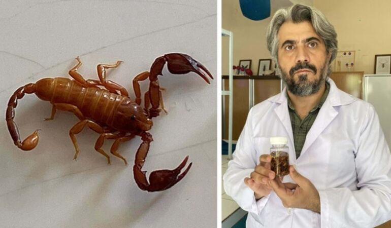 Konya'da keşfedilen yeni bir 'akrep' türüne eşinin adını verdi