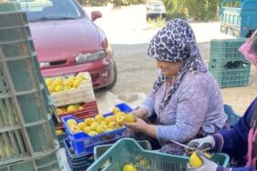 Manisa'da balkonda yetiştirerek başladı! Kilosu 10 Euro'dan satılıyor...