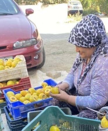 Manisa'da balkonda yetiştirerek başladı! Kilosu 10 Euro'dan satılıyor...