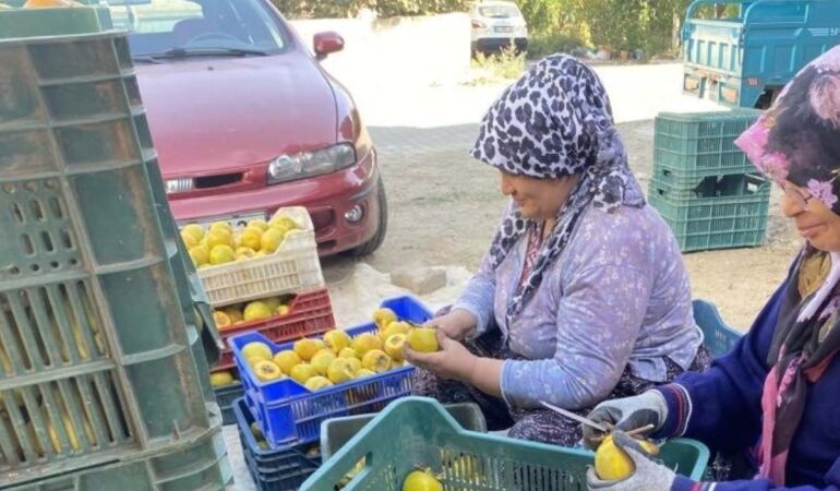 Manisa'da balkonda yetiştirerek başladı! Kilosu 10 Euro'dan satılıyor...