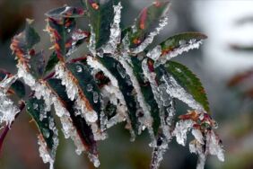 Meteoroloji uyardı Zirai don riski!