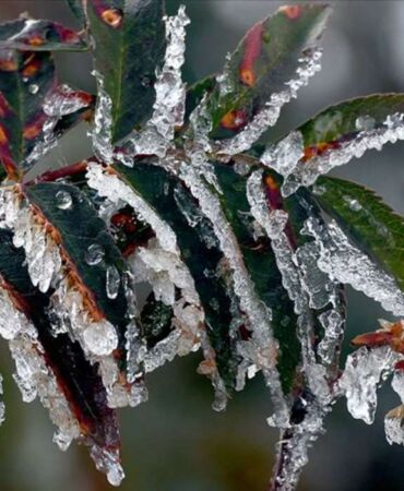 Meteoroloji uyardı Zirai don riski!