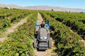 Mühendislikten üzüm üreticiliğine... Haftada 3 gün çalışarak 5 mühendis maaşı kazanıyor