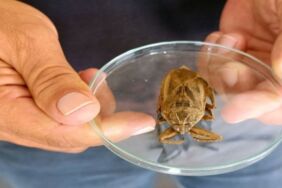 Türkiye'de ilk kez görüldü 'Parmak kopartan böcek