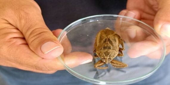 Türkiye’de ilk kez görüldü: ‘Parmak kopartan böcek’