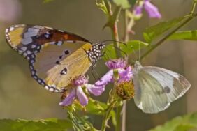 UNESCO mirası Hevsel Bahçeleri, sonbaharda kelebeklerle canlandı
