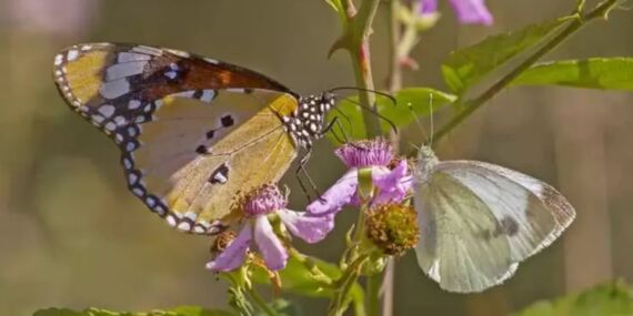 UNESCO mirası Hevsel Bahçeleri, sonbaharda kelebeklerle canlandı