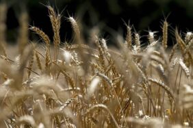 tahıl üretimi azaldı