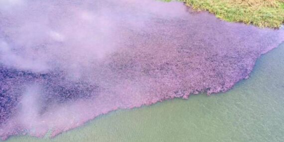 Terkos Gölü’nde nefes kesen manzara: Çiçekler pembeye boyadı!