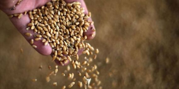 Gözler un ithalatındaki yasağa çevrildi!