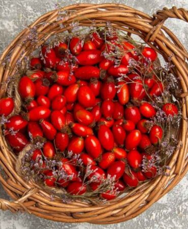 Bağışıklığı güçlendiren doğal mucize… Kuşburnu faydaları nelerdir Kuşburnu hangi hastalıklara iyi gelir