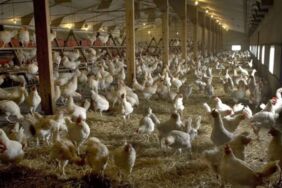 Bakanlıktan Konya'da görülen 'kuş gribi' vakasına ilişkin ilk açıklama