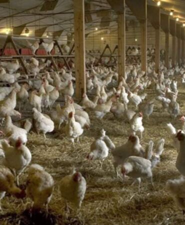 Bakanlıktan Konya'da görülen 'kuş gribi' vakasına ilişkin ilk açıklama