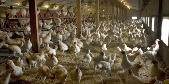 Bakanlıktan Konya’da görülen ‘kuş gribi’ vakasına ilişkin ilk açıklama!