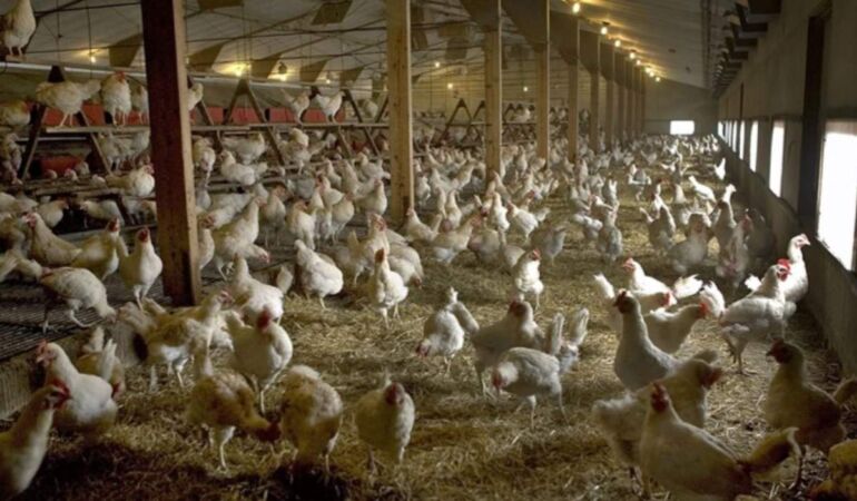 Bakanlıktan Konya'da görülen 'kuş gribi' vakasına ilişkin ilk açıklama