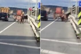 Başıboş atlar İstanbul trafiğini karıştırdı Bir at hayatını kaybetti