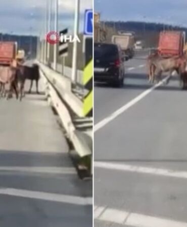 Başıboş atlar İstanbul trafiğini karıştırdı Bir at hayatını kaybetti