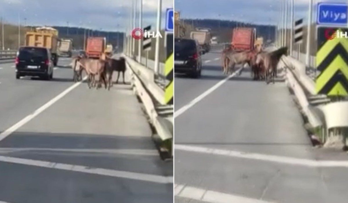 Başıboş atlar İstanbul trafiğini karıştırdı Bir at hayatını kaybetti