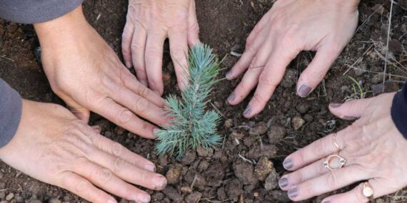 Cumhuriyet’e armağan: 100. Yıl Ormanı Balıkesir’de yaşama merhaba dedi