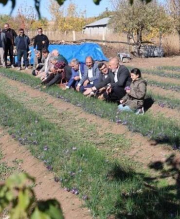 Dünyanın en pahalı baharatı! Elazığ'da hasadı başladı