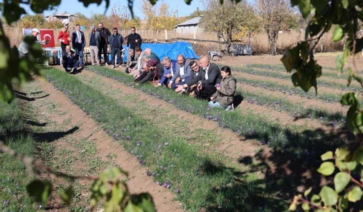 Dünyanın en pahalı baharatı! Elazığ'da hasadı başladı