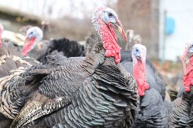 Hakkari'de yılbaşı öncesi hindiler satışa çıktı İşte güncel hindi fiyatlar