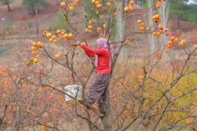 Kahramanmaraş'ta hasadı başladı! Hem sofralık hem kurutmalık