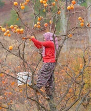 Kahramanmaraş'ta hasadı başladı! Hem sofralık hem kurutmalık