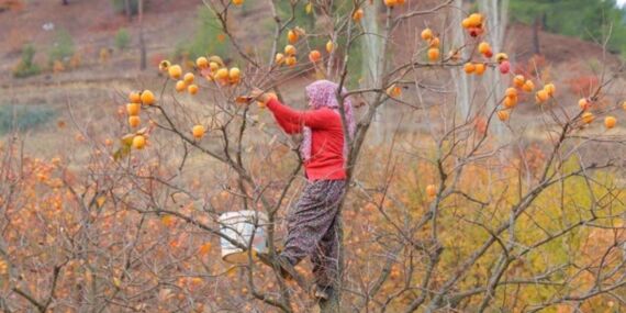 Kahramanmaraş’ta hasadı başladı! Hem sofralık hem kurutmalık…