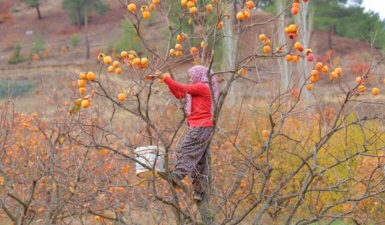 Kahramanmaraş'ta hasadı başladı! Hem sofralık hem kurutmalık