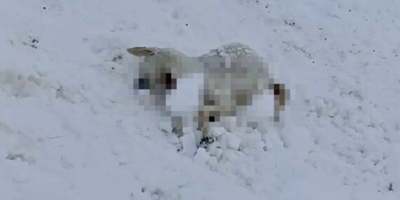 Malatya’da 100 küçükbaş donarak öldü!