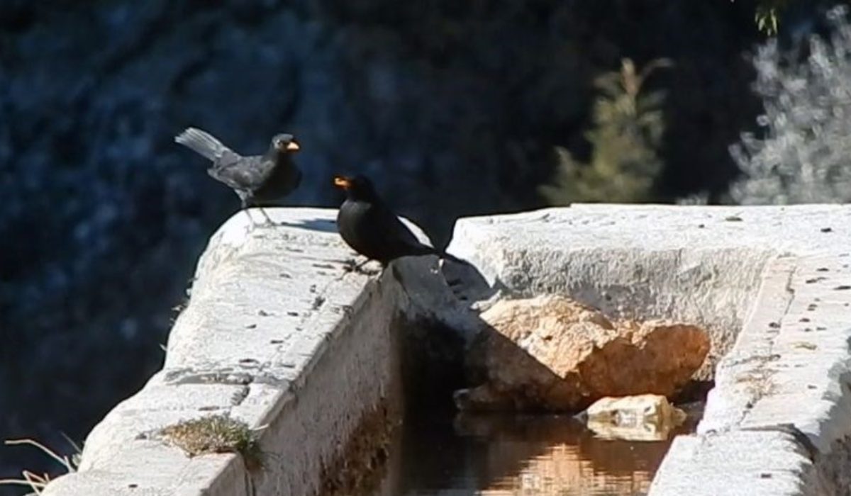 Orta Toroslar'da kurak geçen kış… Kuşlar için varille su taşıyor