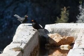 Orta Toroslar'da kurak geçen kış… Kuşlar için varille su taşıyor