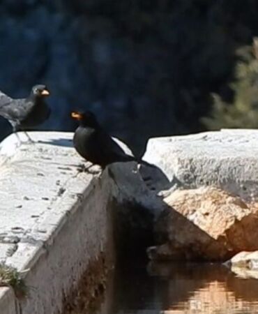 Orta Toroslar'da kurak geçen kış… Kuşlar için varille su taşıyor